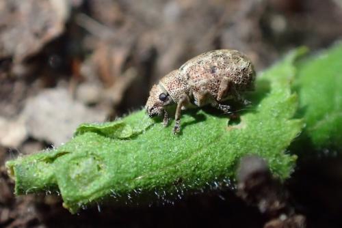 Réf. 232 934 : Strophosoma capitatum
